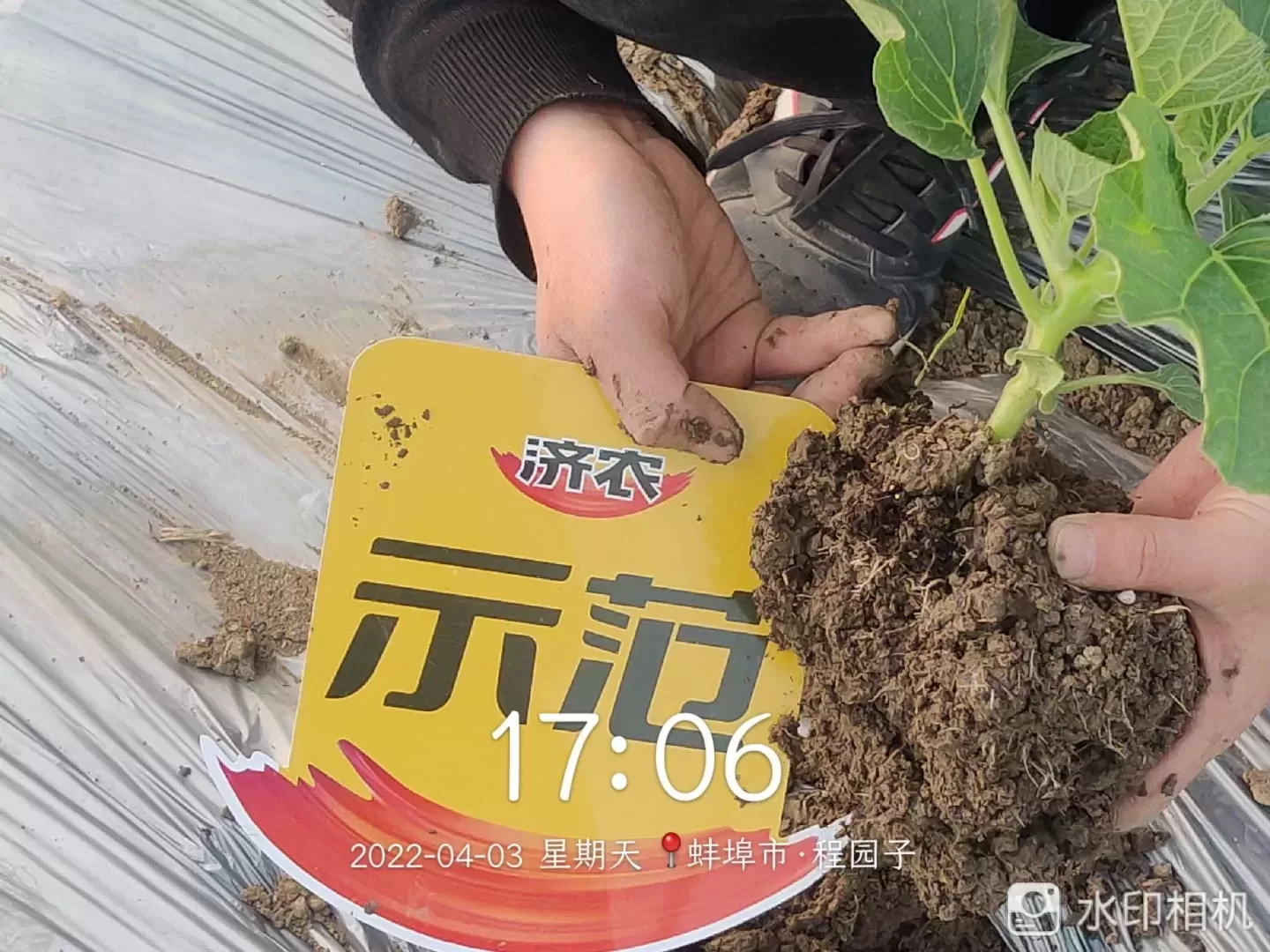 The effect of using Jinong Letu and Jinong Root Qiaoqiao in Anhui gourd(图3)