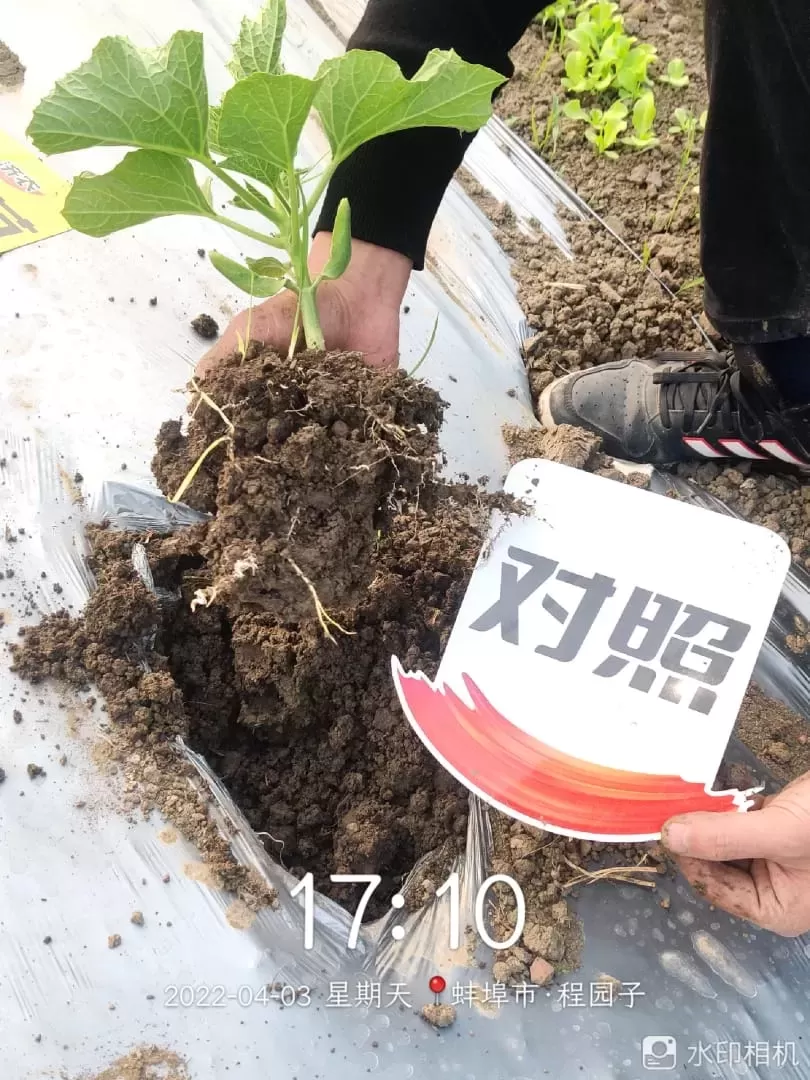 The effect of using Jinong Letu and Jinong Root Qiaoqiao in Anhui gourd(图4)