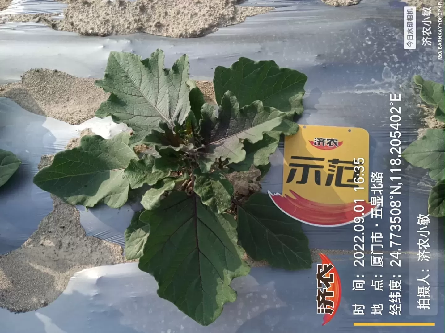 The Effect of Using Jinong Big Mouth Root on Fujian Eggplant(图4)