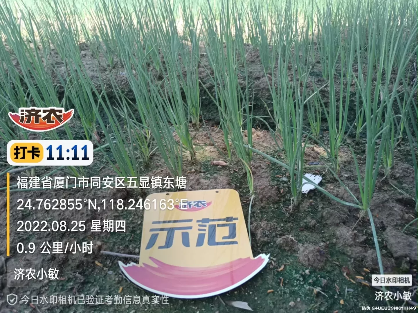 The Effect of Using Jinong Big Mouth Root for Fujian Scallions(图2)