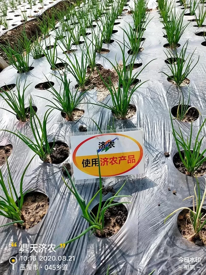 The Effect of Using Jinong Big Mouth Root for Yunnan Scallions(图4)