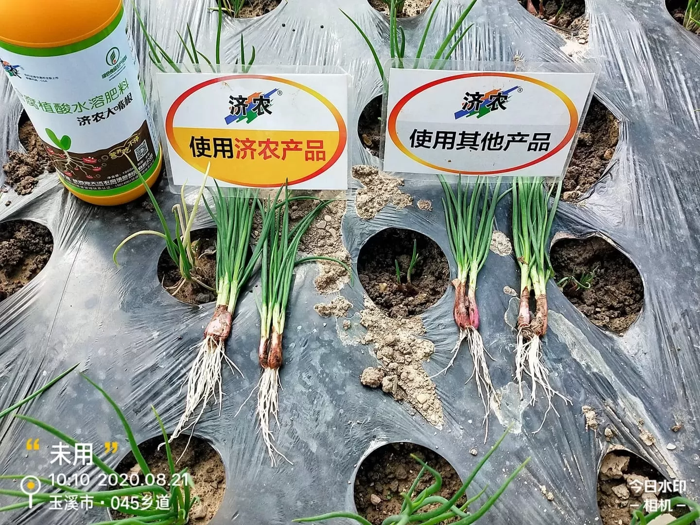 The Effect of Using Jinong Big Mouth Root for Yunnan Scallions(图2)