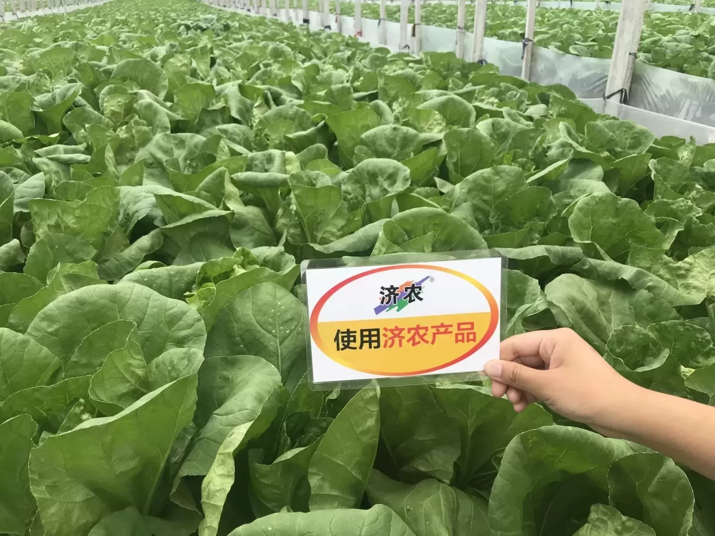 The effect of using agricultural products in Yunnan cabbage(图1)