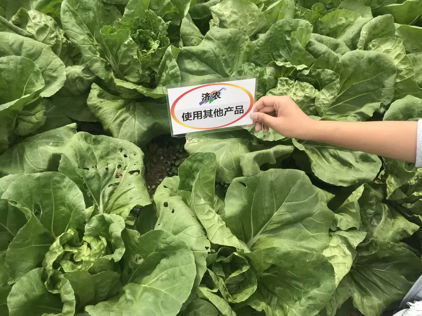 The effect of using agricultural products in Yunnan cabbage(图2)