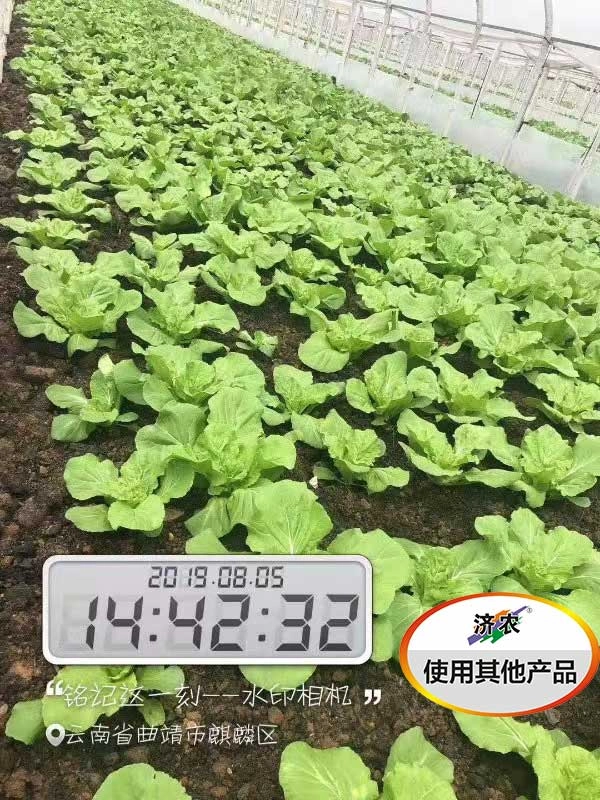 The effect of using agricultural products in Yunnan cabbage(图4)