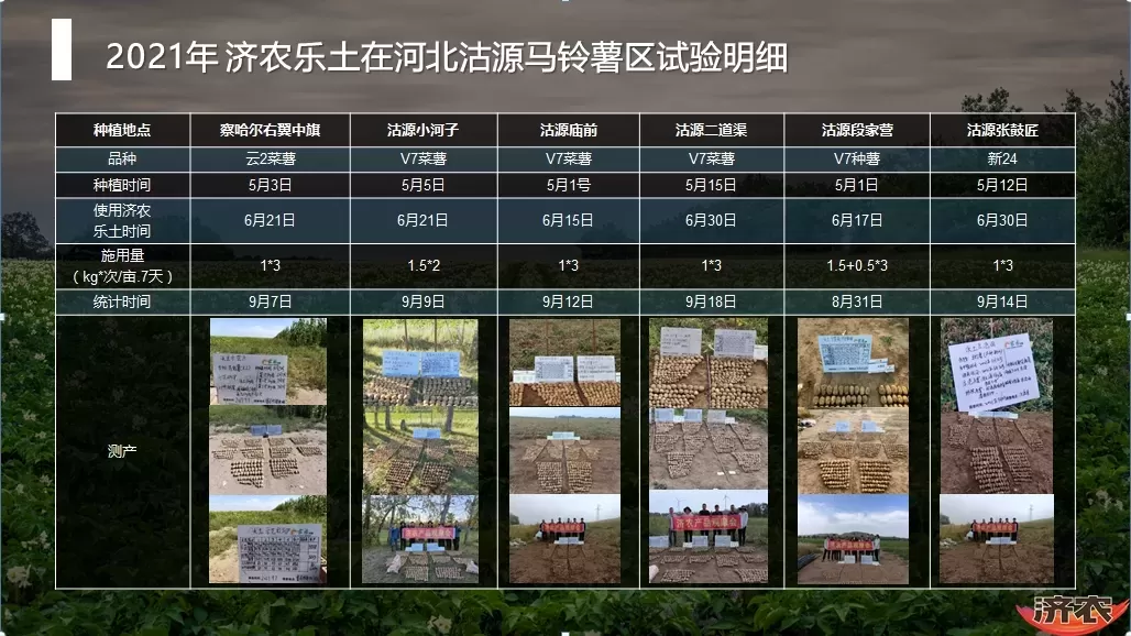 The yield measurement results of potatoes in Hebei Province after using Jinong Letu(图1)