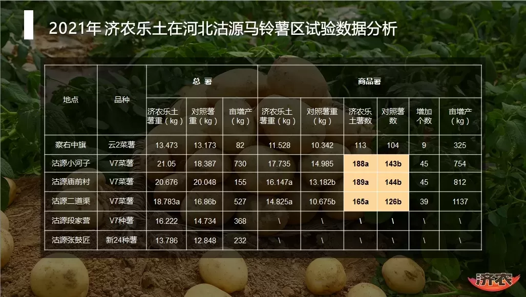 The yield measurement results of potatoes in Hebei Province after using Jinong Letu(图6)