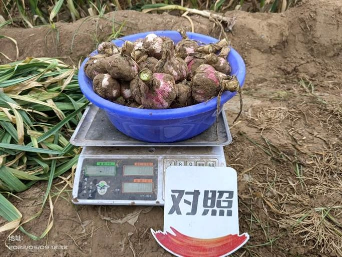 The yield measurement results of garlic using Jinong Letu in Tongxu, Henan Province(图3)