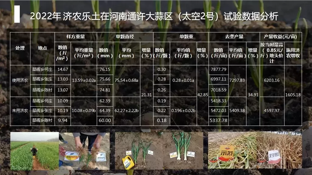 The yield measurement results of garlic using Jinong Letu in Tongxu, Henan Province(图4)