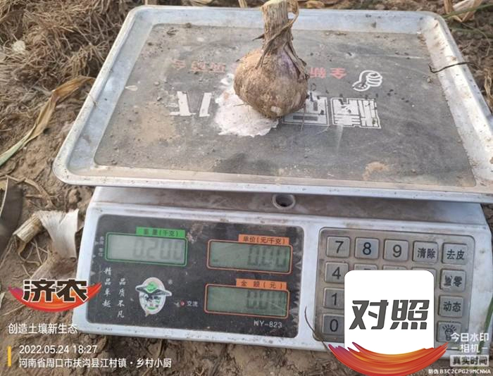 The yield measurement results of garlic using Jinong Letu in Tongxu, Henan Province(图6)