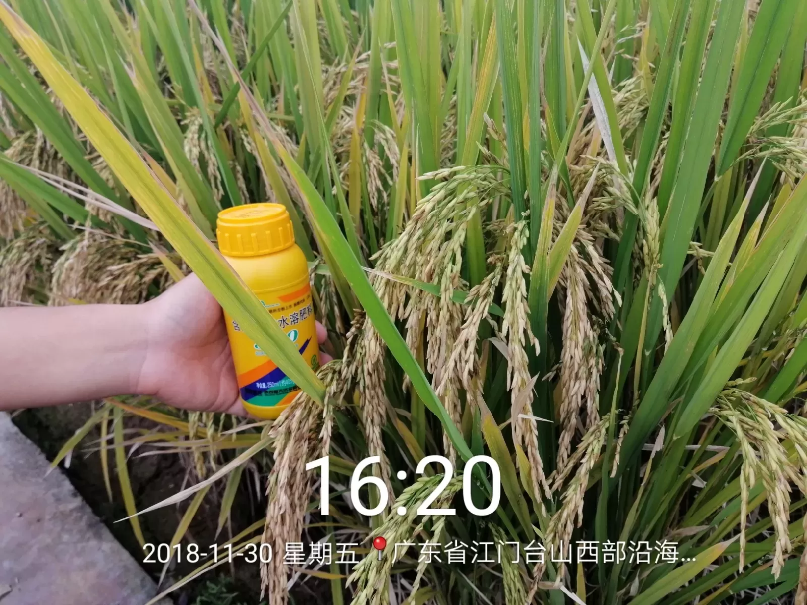 The Effect of Using Jinong 800 in Guangdong Rice(图2)