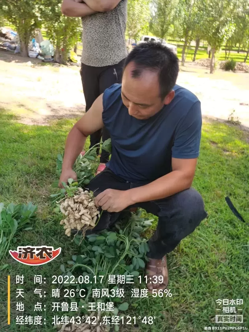 Effect of using Jinong Letu+Jinong Crown Irrigation for Peanuts in Inner Mongolia 1(图1)