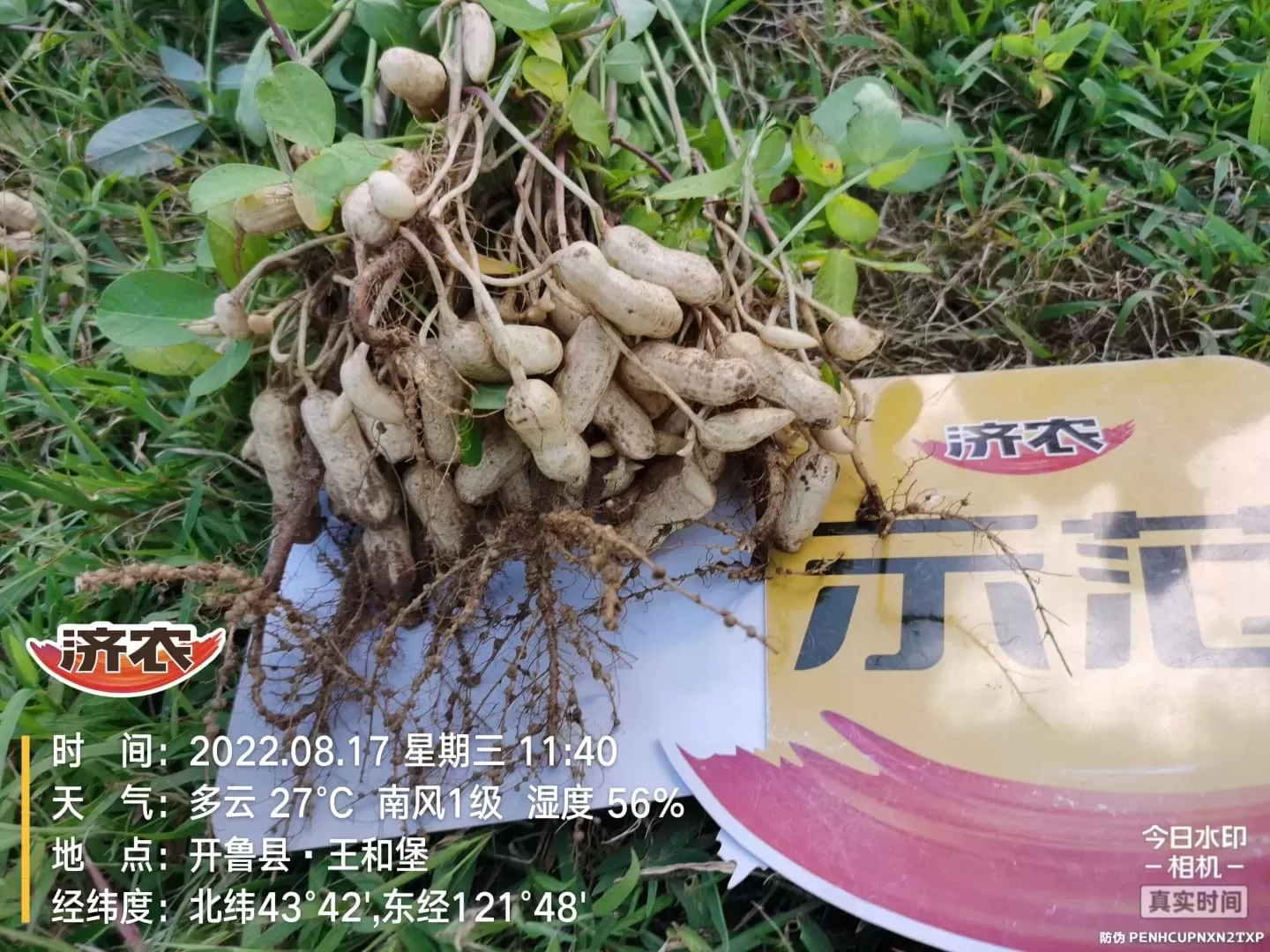 Effect of using Jinong Letu+Jinong Crown Irrigation for Peanuts in Inner Mongolia 1(图2)