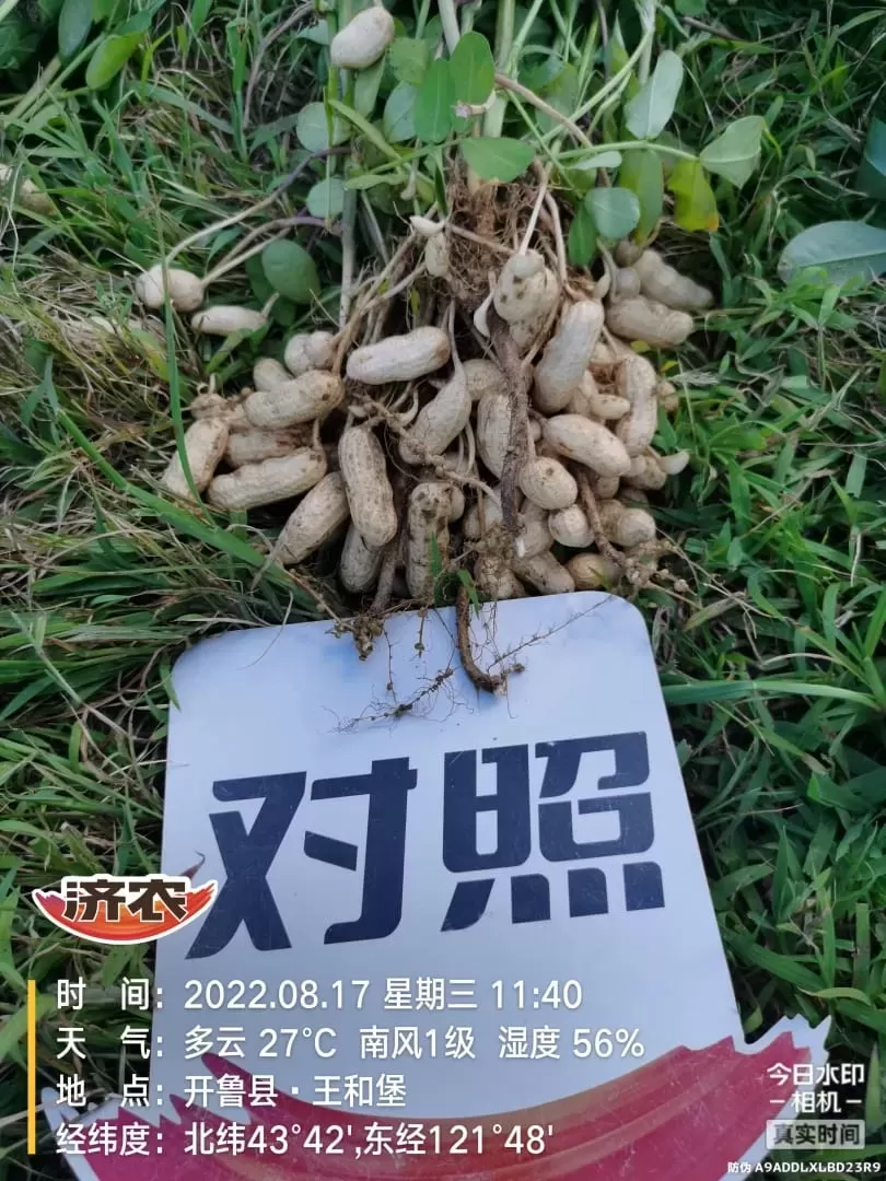 Effect of using Jinong Letu+Jinong Crown Irrigation for Peanuts in Inner Mongolia 1(图3)