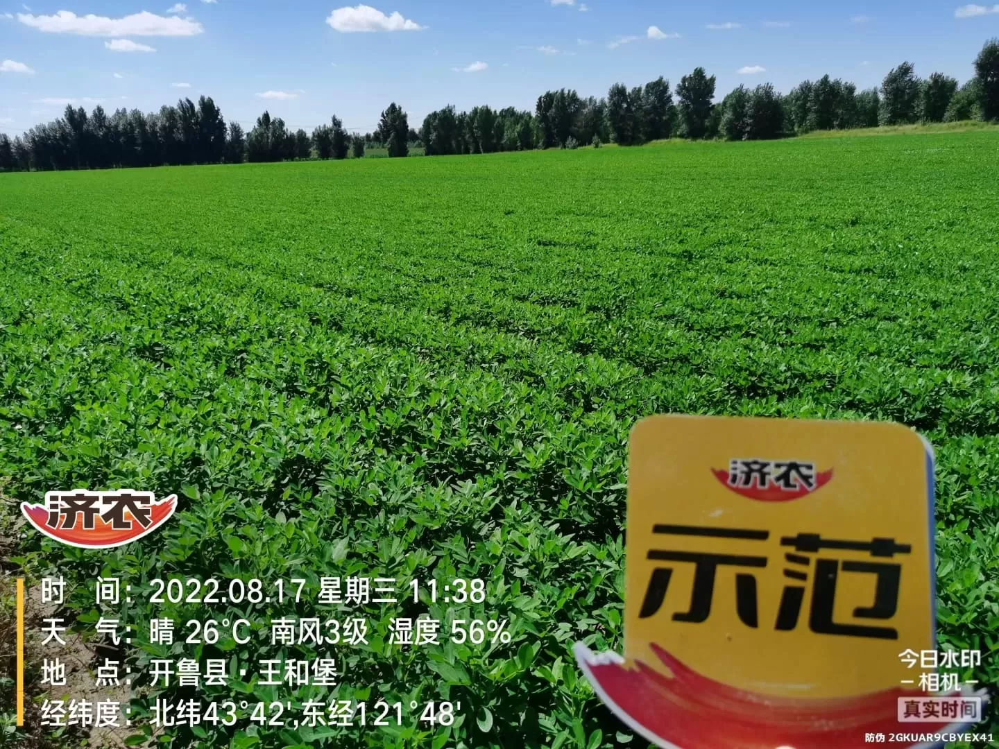 Effect of using Jinong Letu+Jinong Crown Irrigation for Peanuts in Inner Mongolia 1(图4)