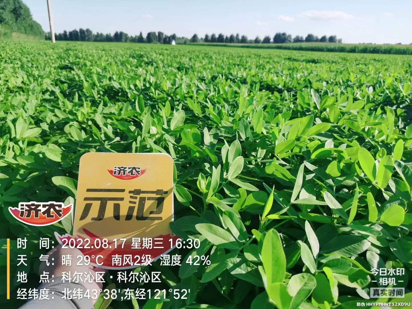 Effect of using Jinong Letu+Jinong Crown Irrigation for Peanuts in Inner Mongolia 2(图4)