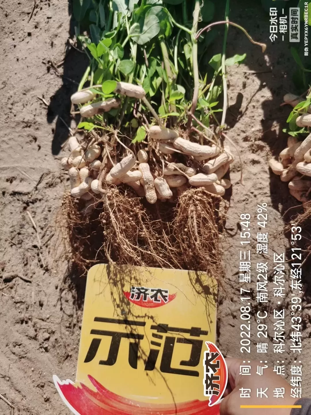 Effect of using Jinong Letu+Jinong Crown Irrigation for Peanuts in Inner Mongolia 2(图2)