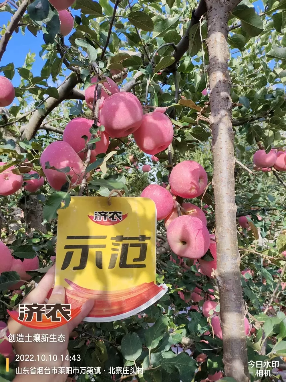 The Effect of Using Jinong Letu Irrigation for Yantai Apples(图1)