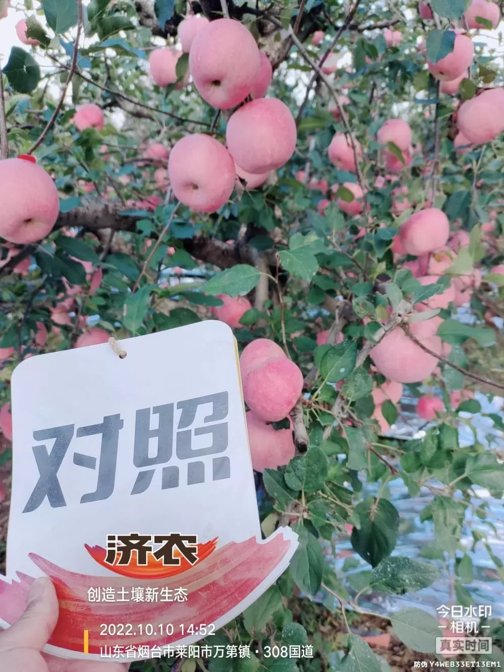 The Effect of Using Jinong Letu Irrigation for Yantai Apples(图2)