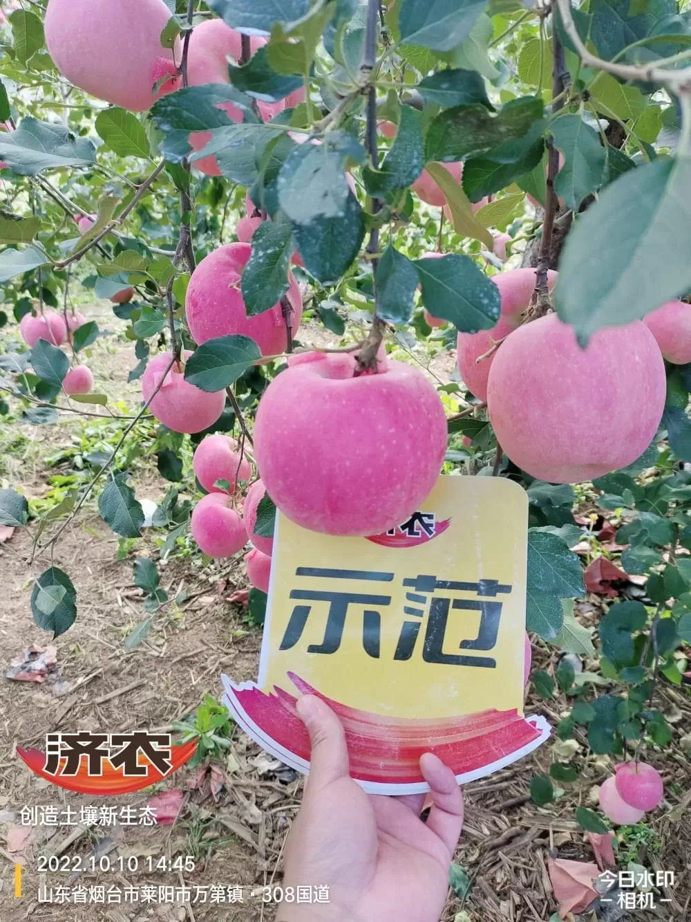 The Effect of Using Jinong Letu Irrigation for Yantai Apples(图3)