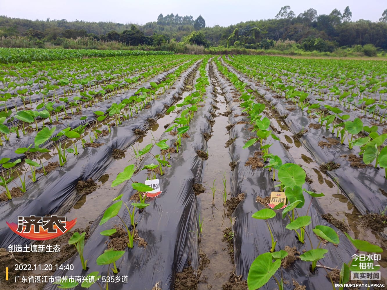 The Effect of Guangdong Taro Using Jinong Letu+Jinong Colorful(图1)