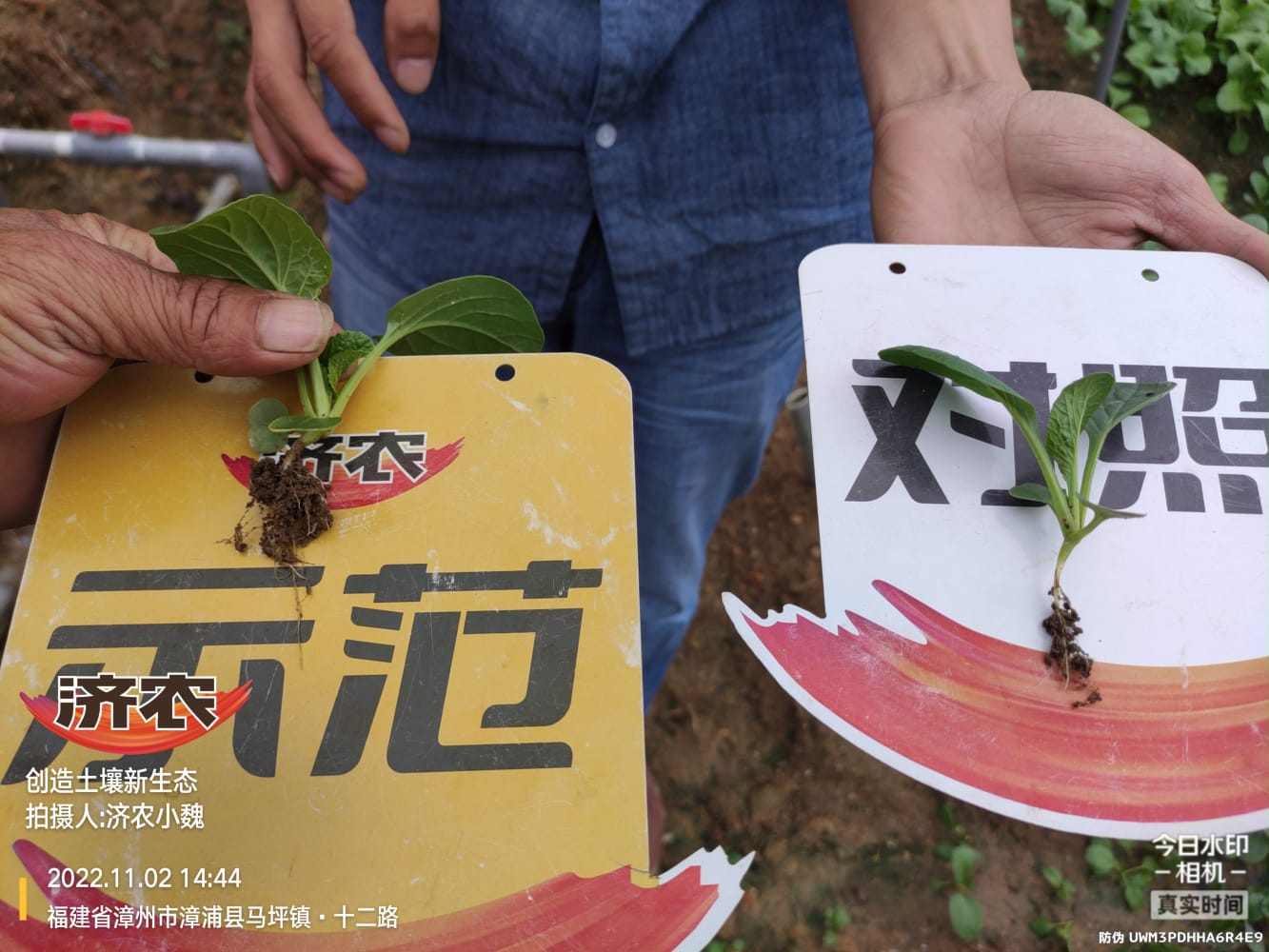 The Effect of Fujian Cabbage Using Jinnong Colorful Vegetables(图5)