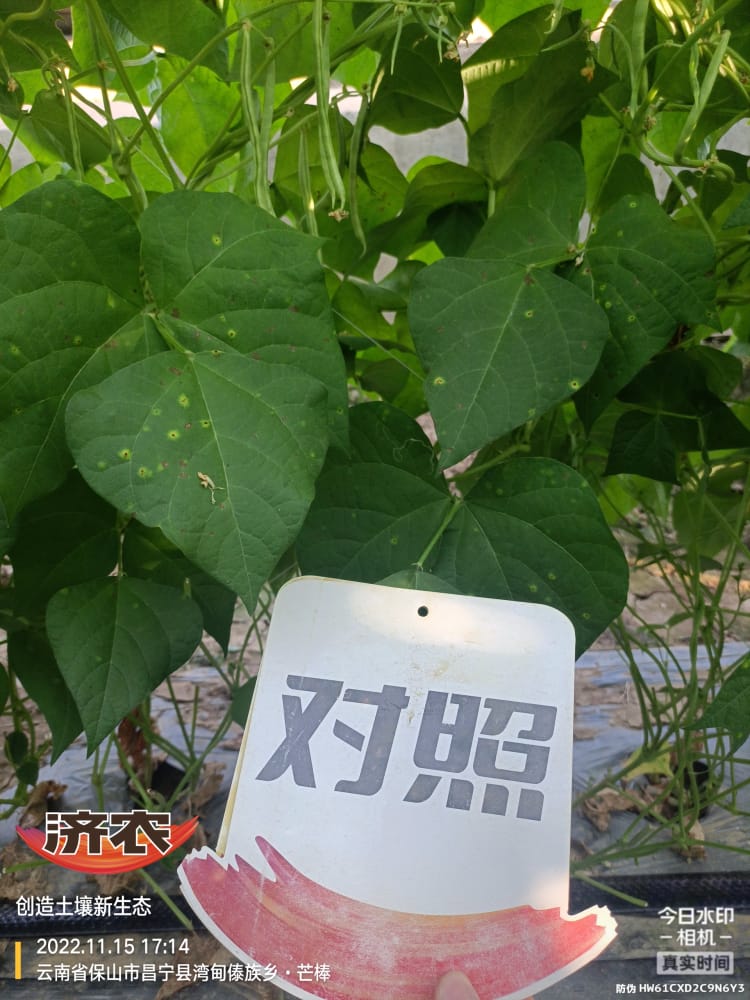 The effect of using Jinong 800 on Yunnan green beans(图5)