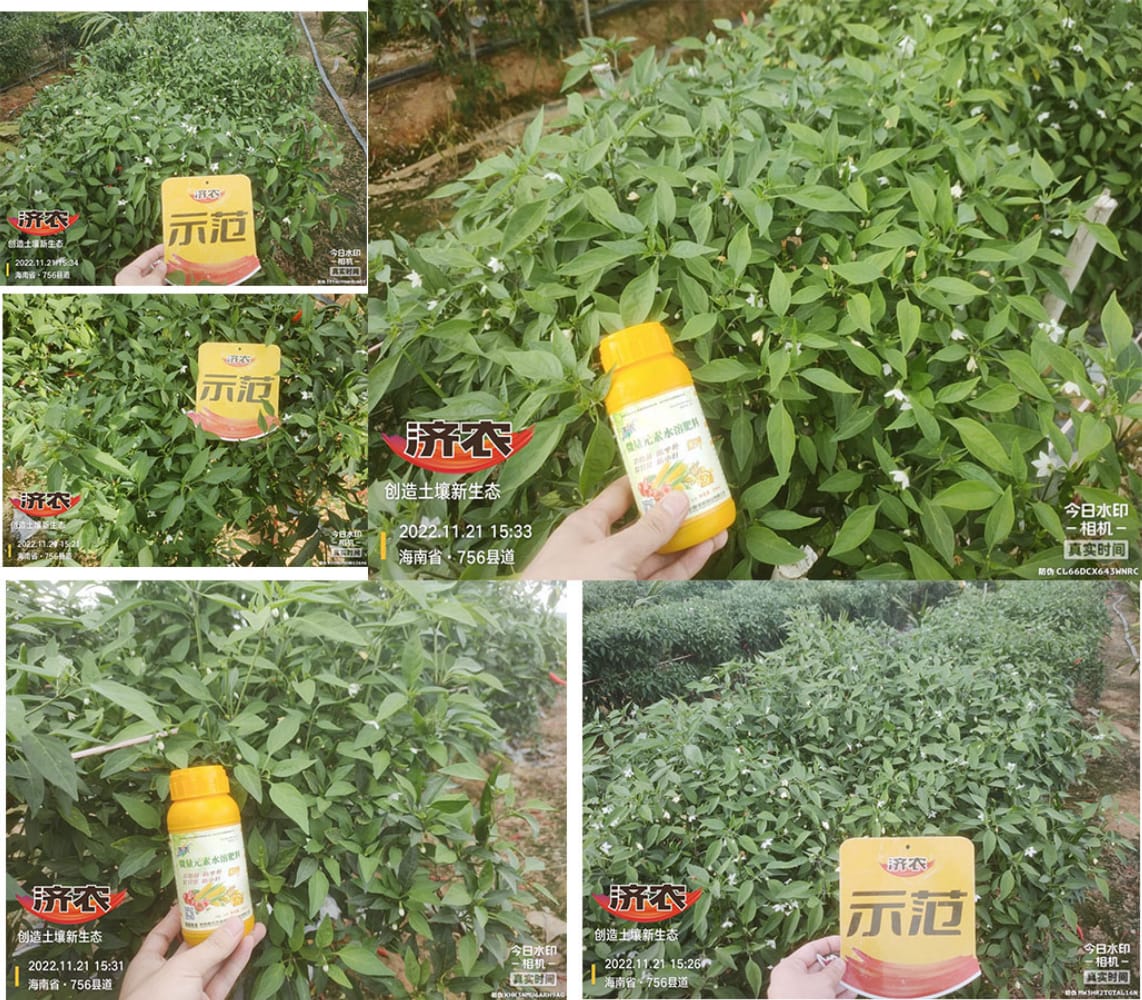 The effect of using Jinnong Letu+Jinnong Jinzinc to alleviate yellowing in Hainan Chaotian pepper(图3)