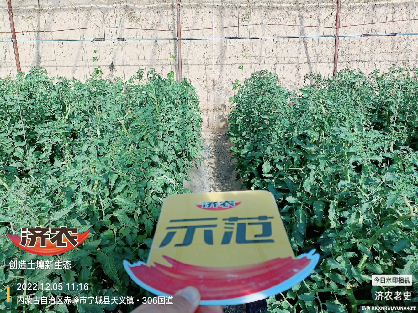 The Effect of Spraying Jinong 800 on Tomatoes to Control Prosperity(图1)