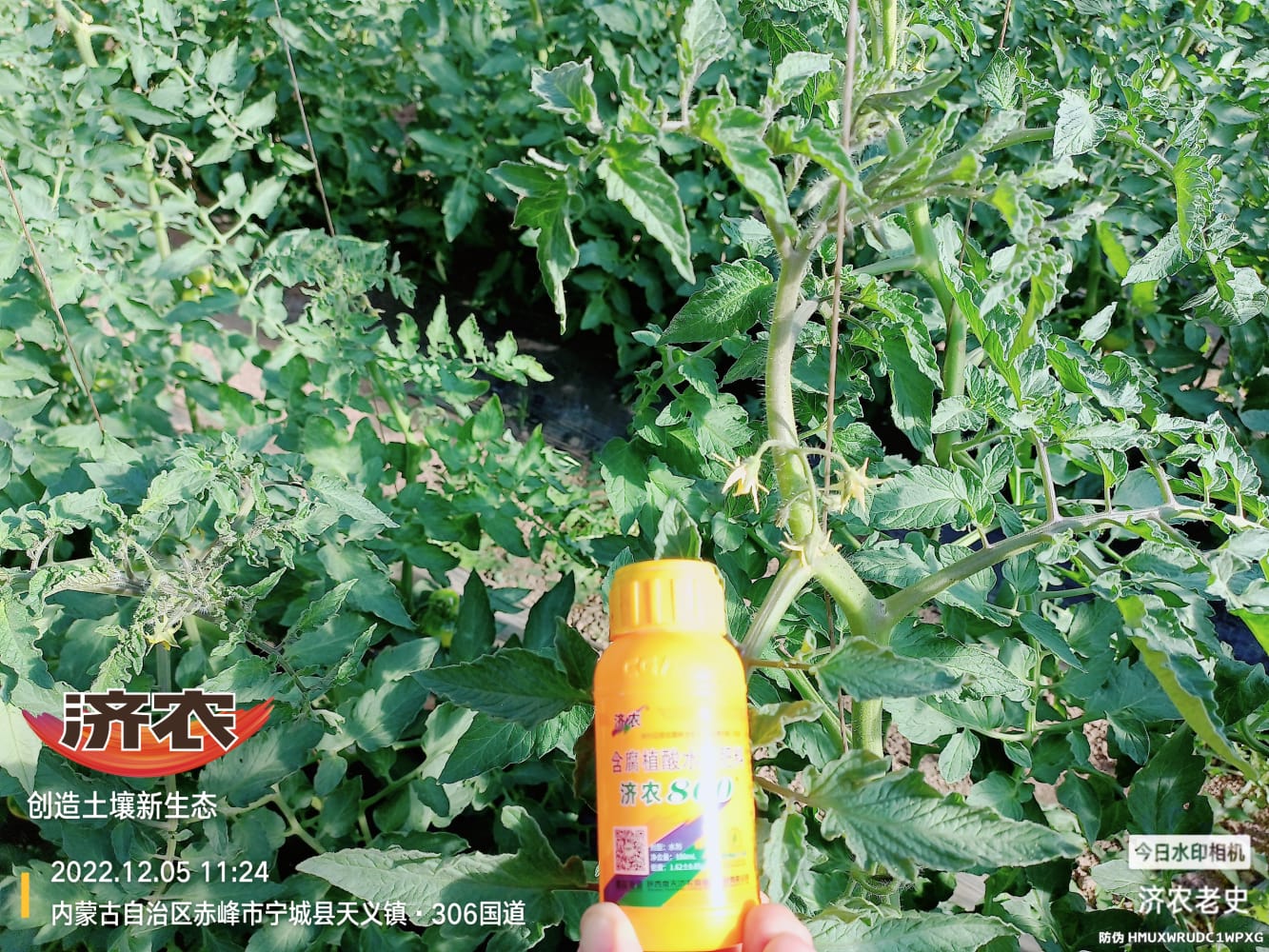 The Effect of Spraying Jinong 800 on Tomatoes to Control Prosperity(图3)