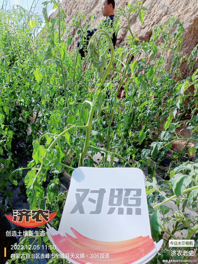 The Effect of Spraying Jinong 800 on Tomatoes to Control Prosperity(图8)