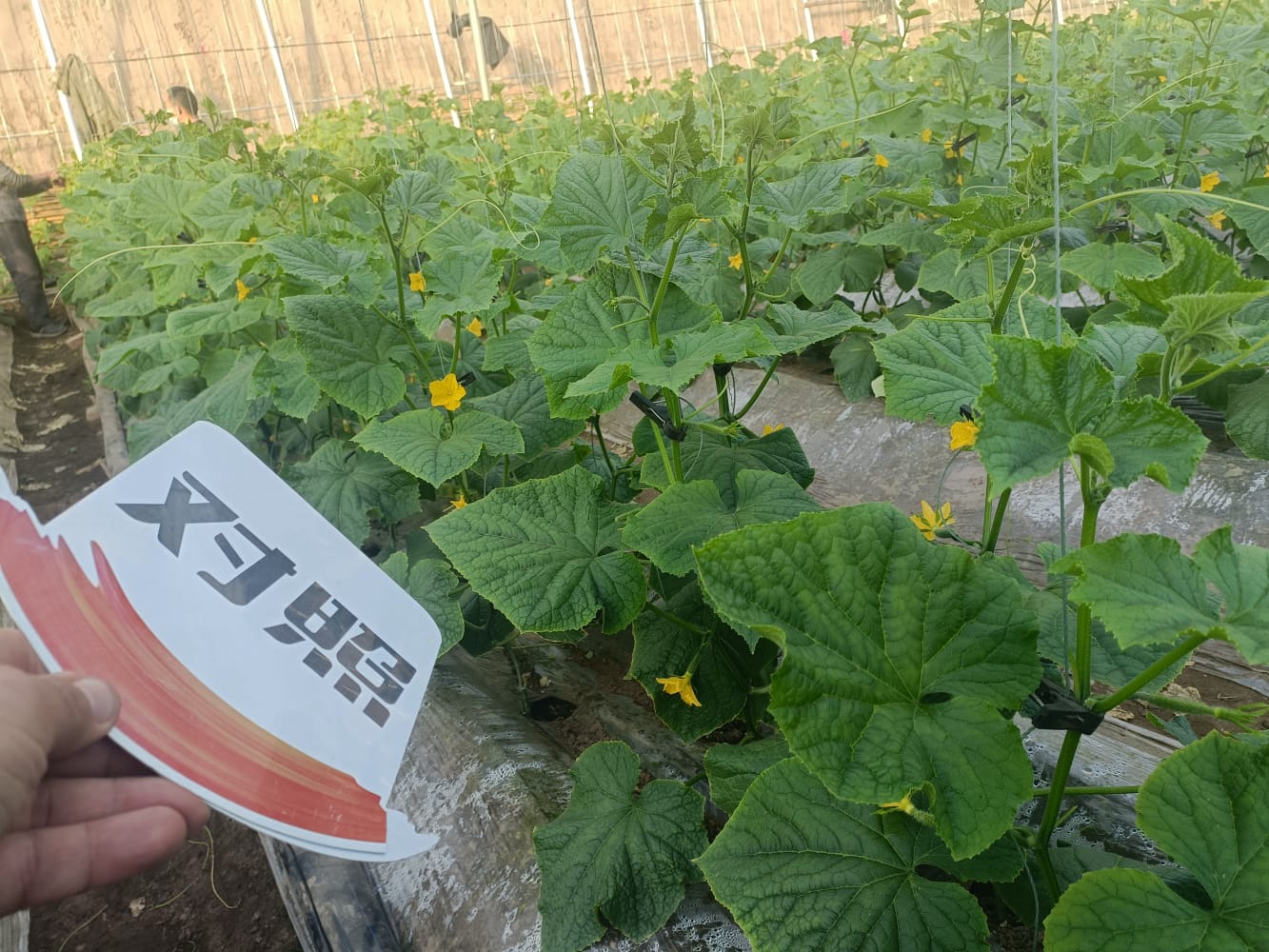 The effect of using the Jinong Le Gen combination to alleviate yellowing in Inner Mongolia cucumbers(图1)