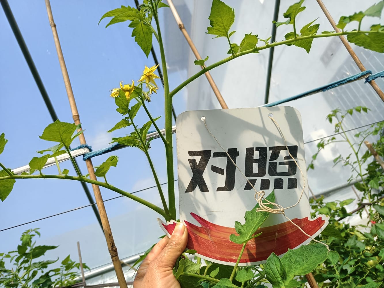 The effect of using Jinong 800 on Fujian tomatoes(图7)