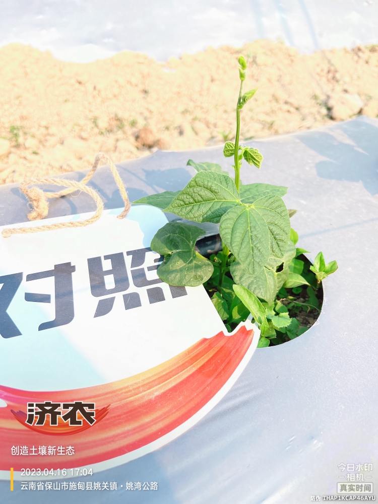 The Effect of Using Jinong Big Mouth Root on Yunnan Baoshan Leng Bean 2(图6)