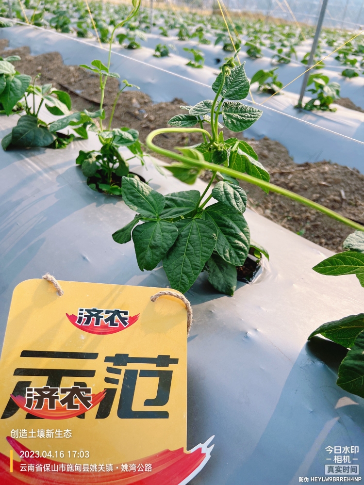 The Effect of Using Jinong Big Mouth Root on Yunnan Baoshan Leng Bean 2(图5)