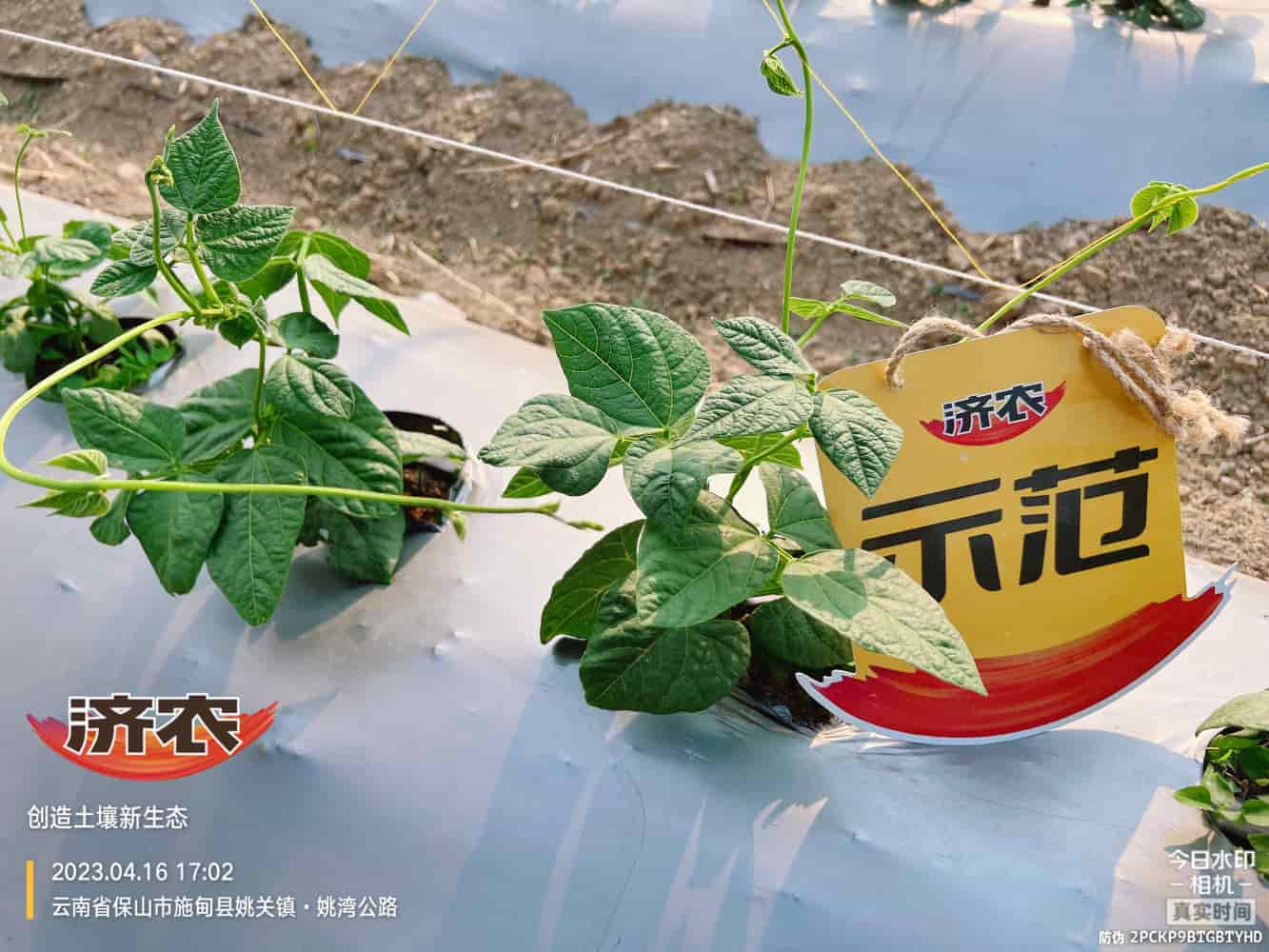 The Effect of Using Jinong Big Mouth Root on Yunnan Baoshan Leng Bean 2(图3)