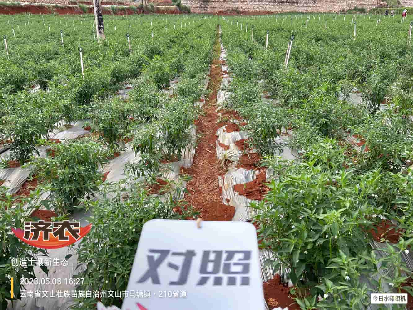 The effect of using Jinong Letu to prevent dead plants in Yunnan Wenshan chili peppers(图2)