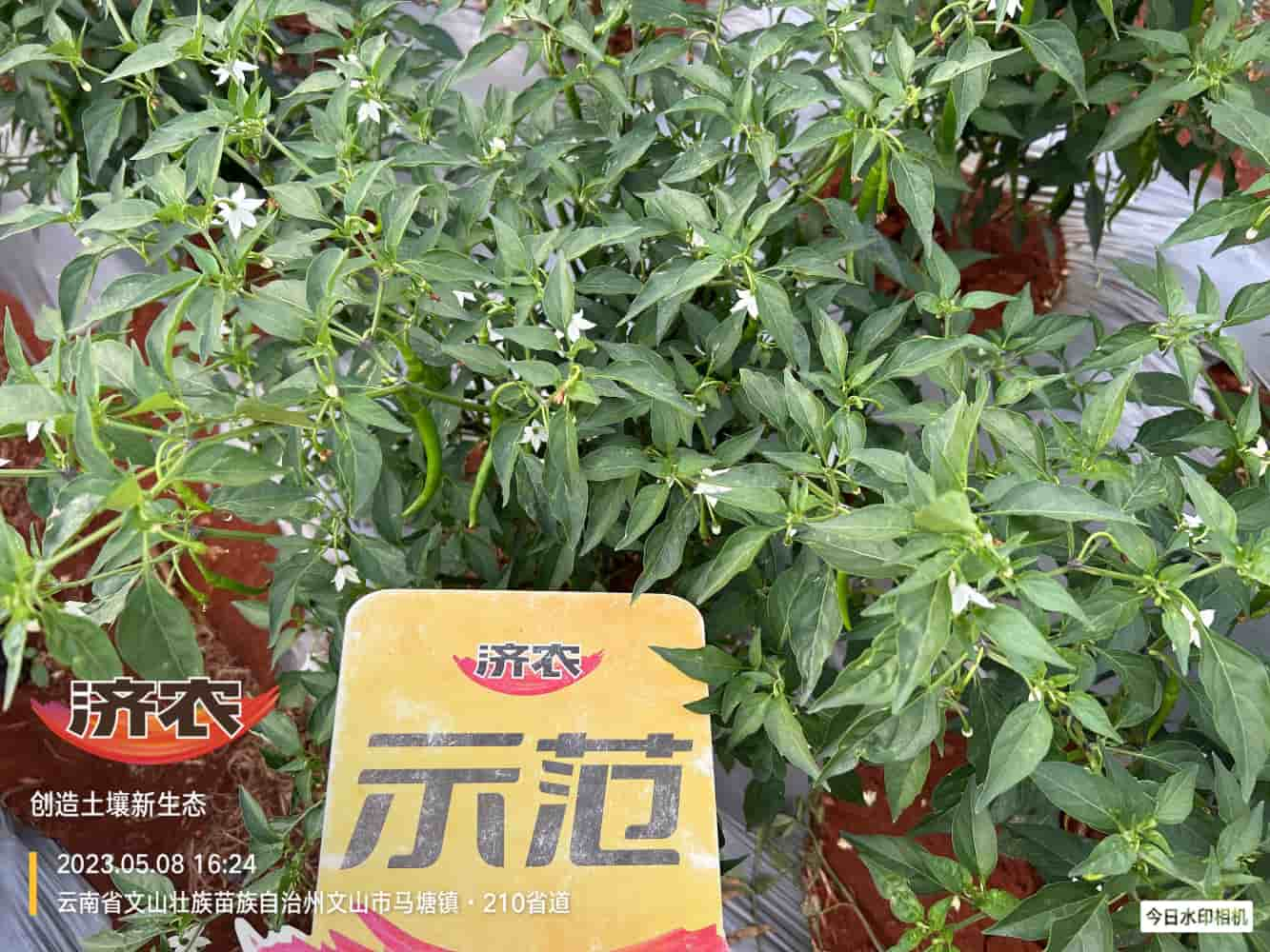 The effect of using Jinong Letu to prevent dead plants in Yunnan Wenshan chili peppers(图5)