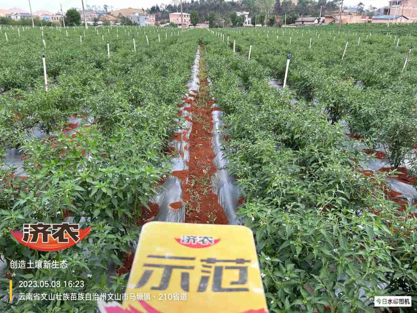 The effect of using Jinong Letu to prevent dead plants in Yunnan Wenshan chili peppers(图1)