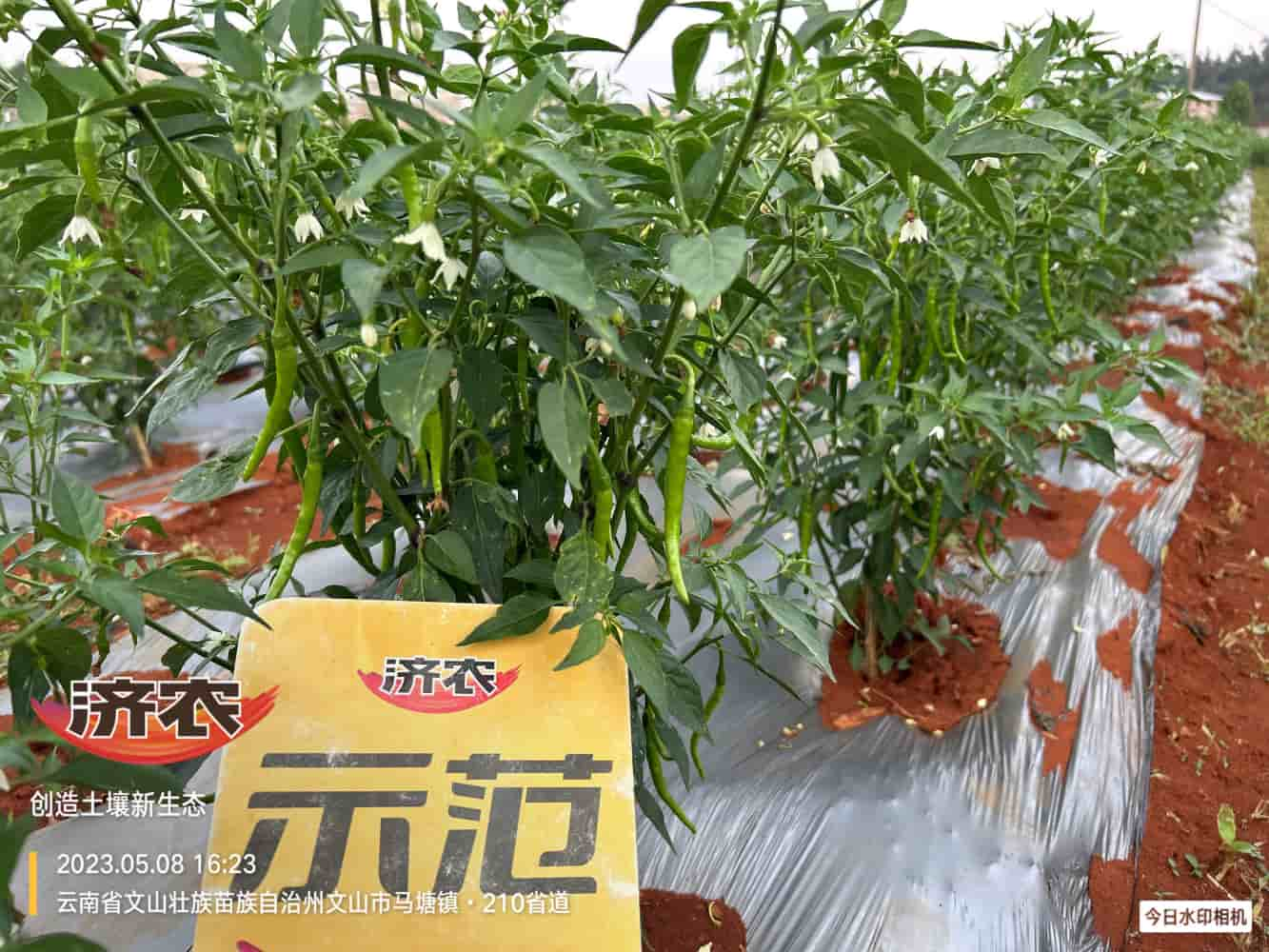 The effect of using Jinong Letu to prevent dead plants in Yunnan Wenshan chili peppers(图3)