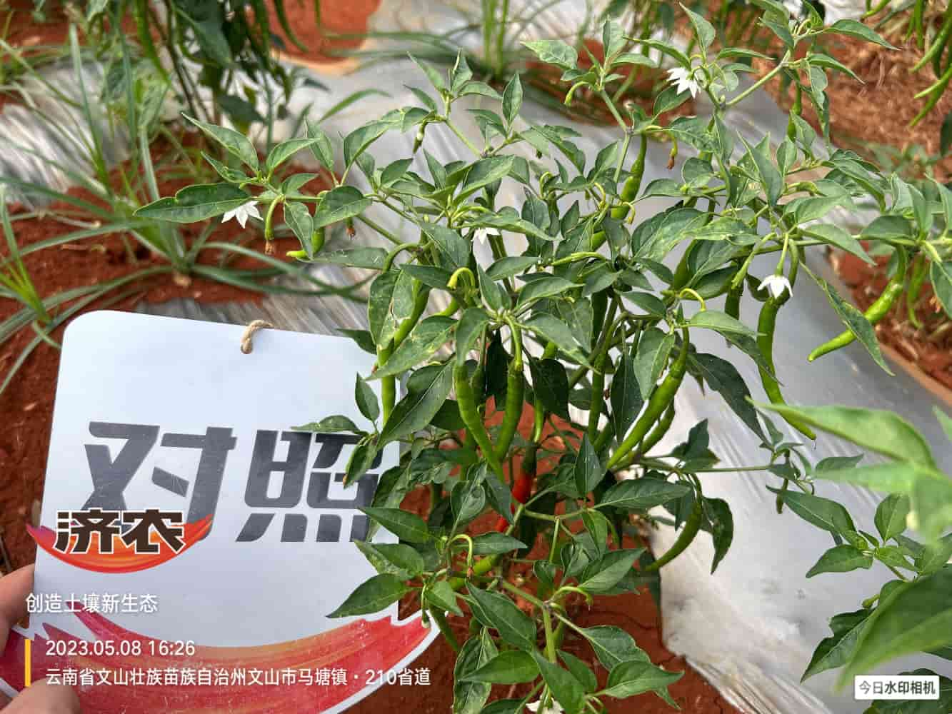 The effect of using Jinong Letu to prevent dead plants in Yunnan Wenshan chili peppers(图4)