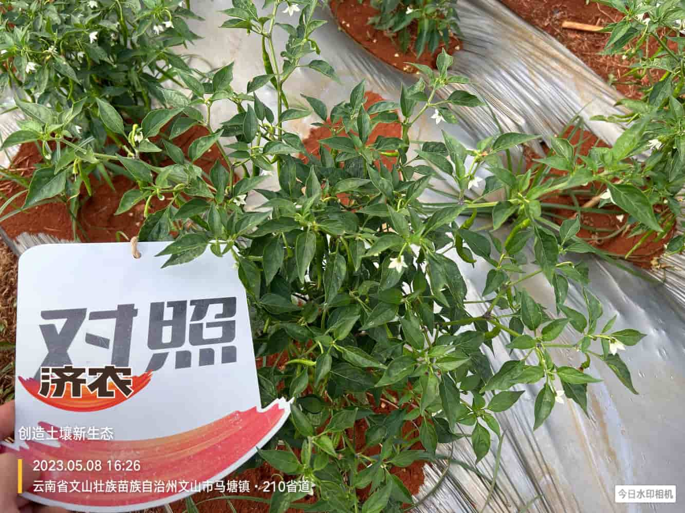 The effect of using Jinong Letu to prevent dead plants in Yunnan Wenshan chili peppers(图6)