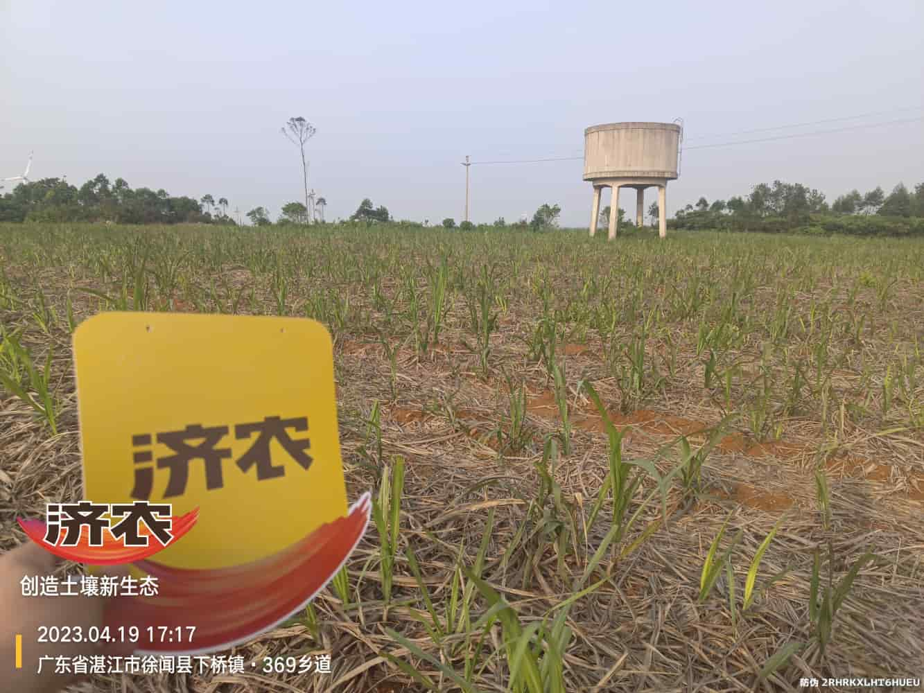 The effect of using Jinnong Letu for sugarcane in Guangdong(图3)