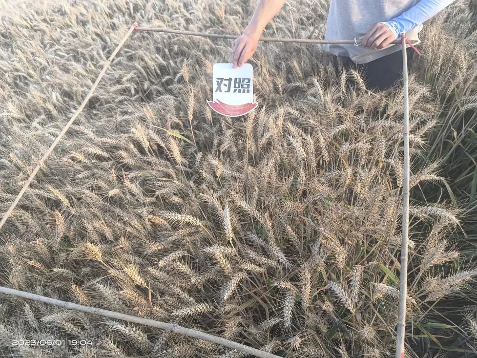 Jinong humic acid helps Henan wheat increase yield by nearly 30% per mu(图2)