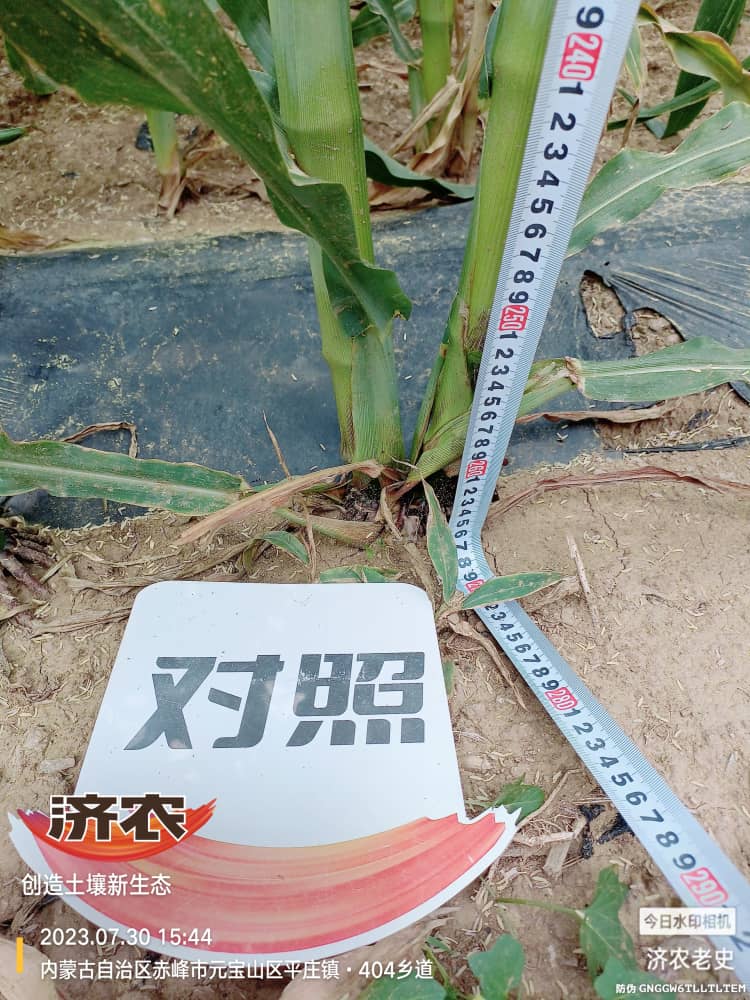 The effect of using Jinong Letu to wash and apply corn in Inner Mongolia(图4)