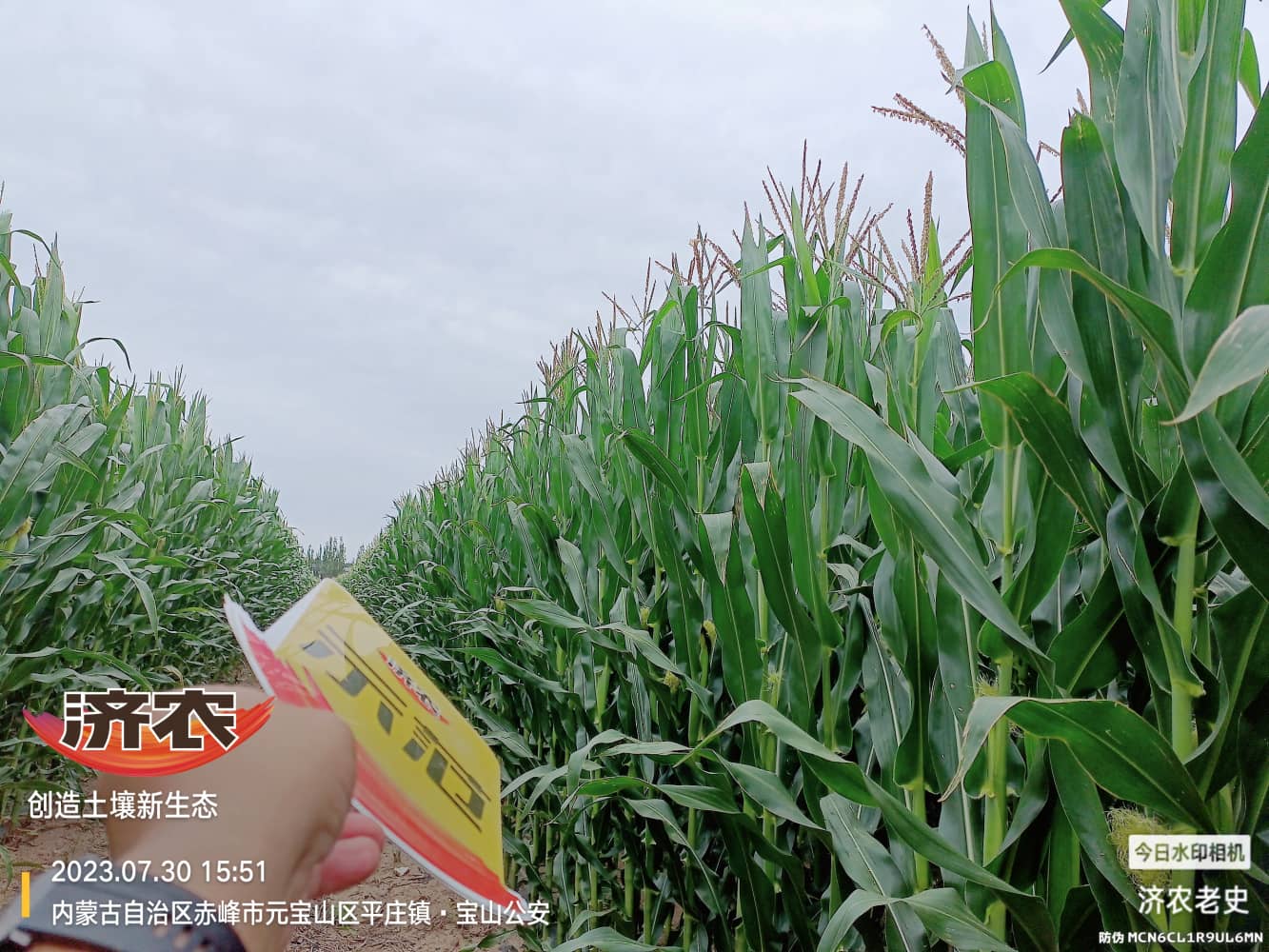 The effect of using Jinong Letu to wash and apply corn in Inner Mongolia(图5)