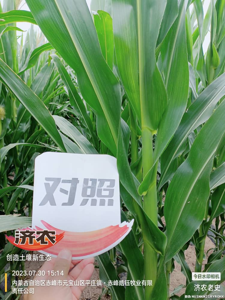 The effect of using Jinongle soil mixed fertilizer (quick acting fertilizer) on maize in Inner Mongolia(图6)