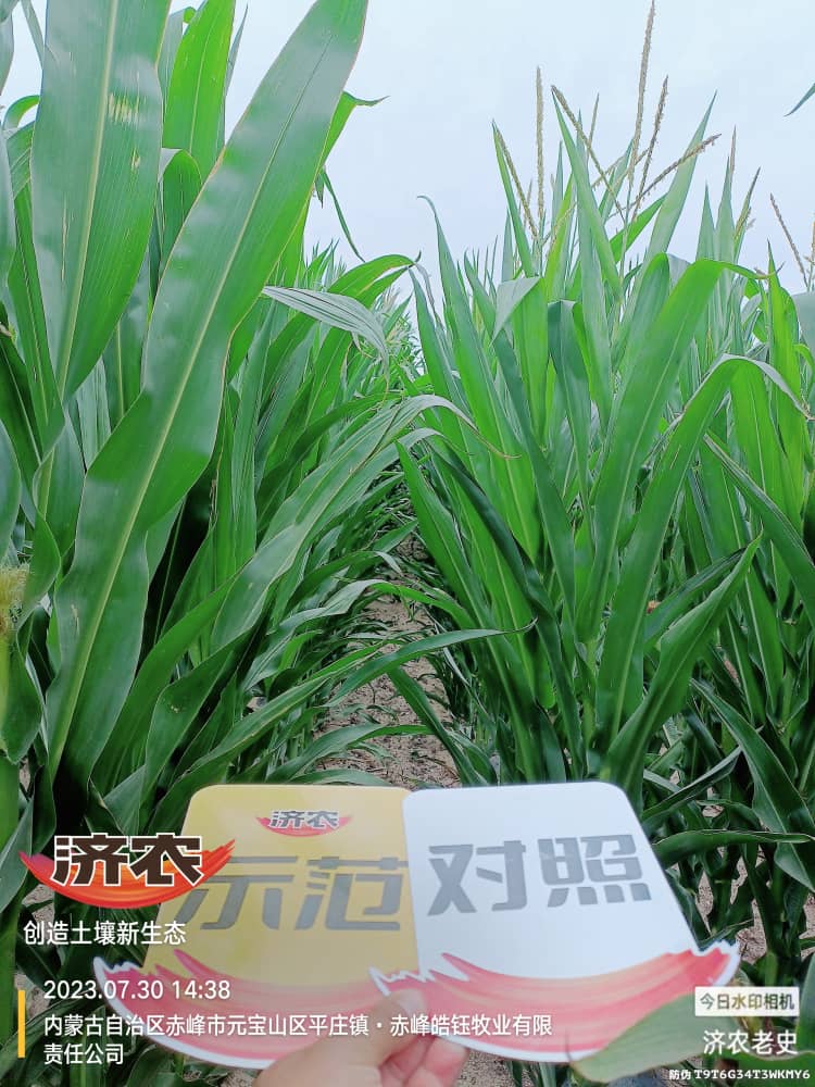 The effect of using Jinongle soil mixed fertilizer (quick acting fertilizer) on maize in Inner Mongolia(图2)