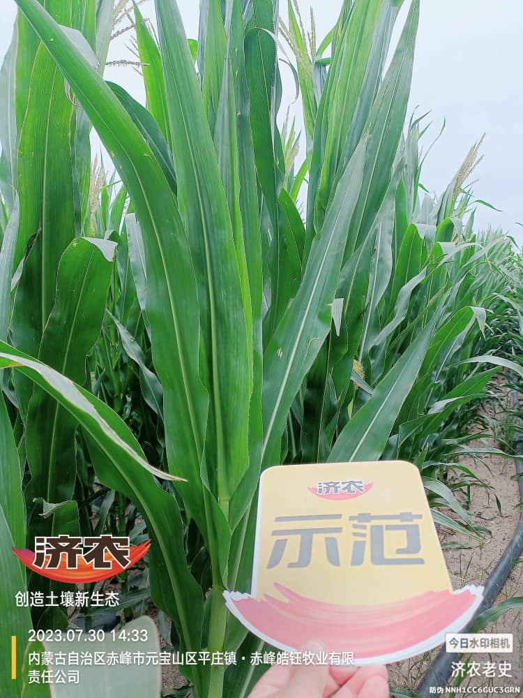 The effect of using Jinongle soil mixed fertilizer (quick acting fertilizer) on maize in Inner Mongolia(图5)