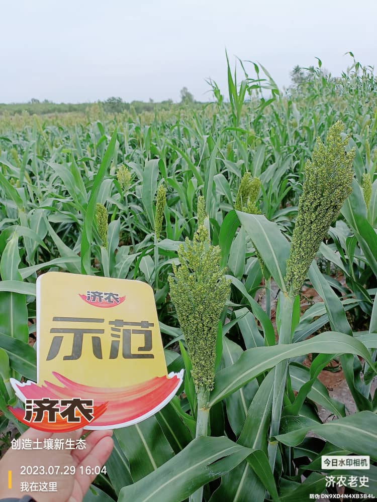 The effect of using Jinongle soil mixed fertilizer on sorghum in Chifeng Mountain, Inner Mongolia(图1)